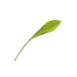 Leaf of wild garlic or ramson isolated on white