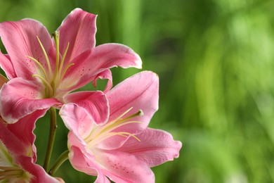 Photo of Beautiful pink lily flowers on blurred green background, closeup. Space for text
