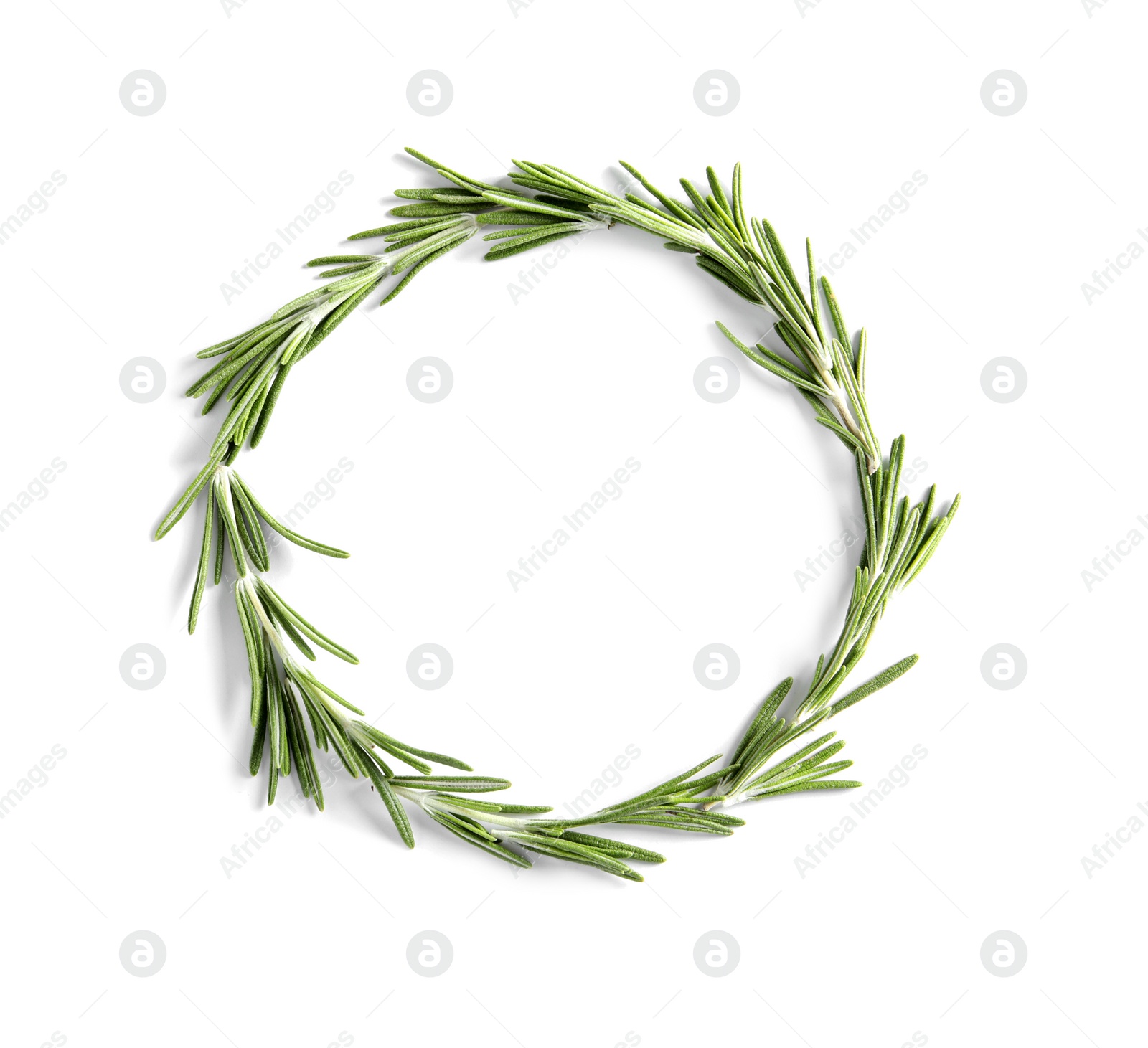 Photo of Fresh rosemary on white background