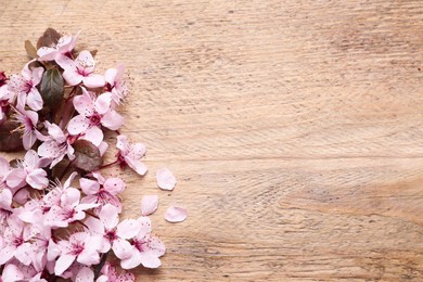 Photo of Beautiful sakura tree blossoms on wooden background, flat lay. Space for text