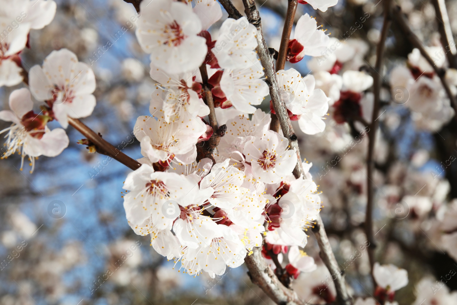 Photo of Closeup view of blossoming apricot tree on sunny day outdoors. Springtime