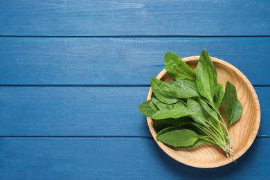 Photo of Broadleaf plantain leaves on blue wooden table, top view. Space for text