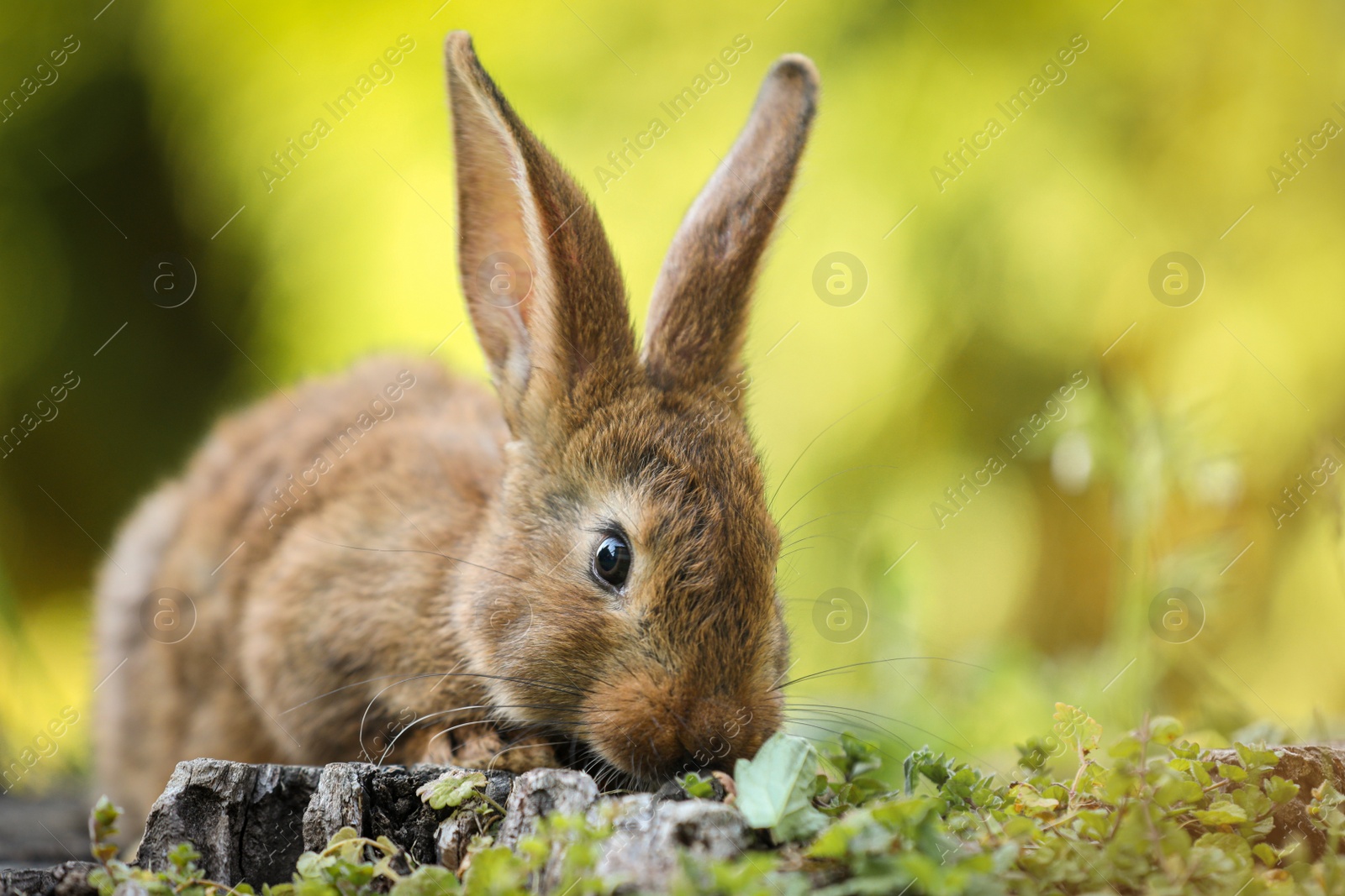 Photo of Cute fluffy rabbit on tree stump among green grass outdoors. Space for text