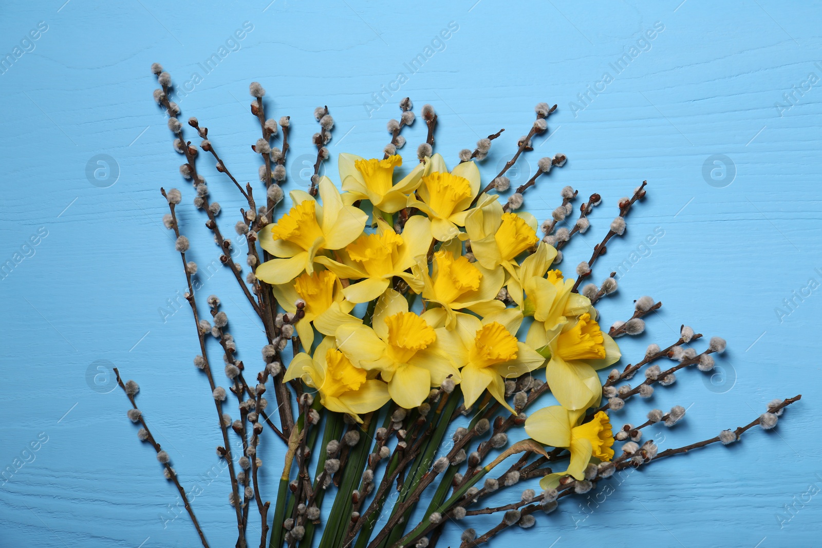 Photo of Bouquet of beautiful yellow daffodils and willow flowers on light blue wooden table, top view