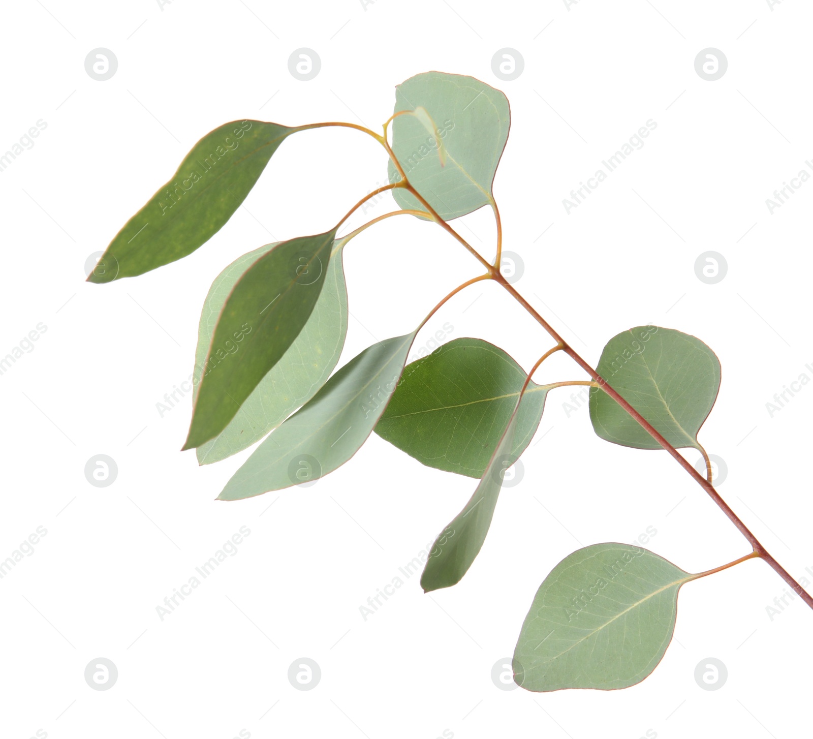 Photo of Eucalyptus branch with fresh green leaves on white background