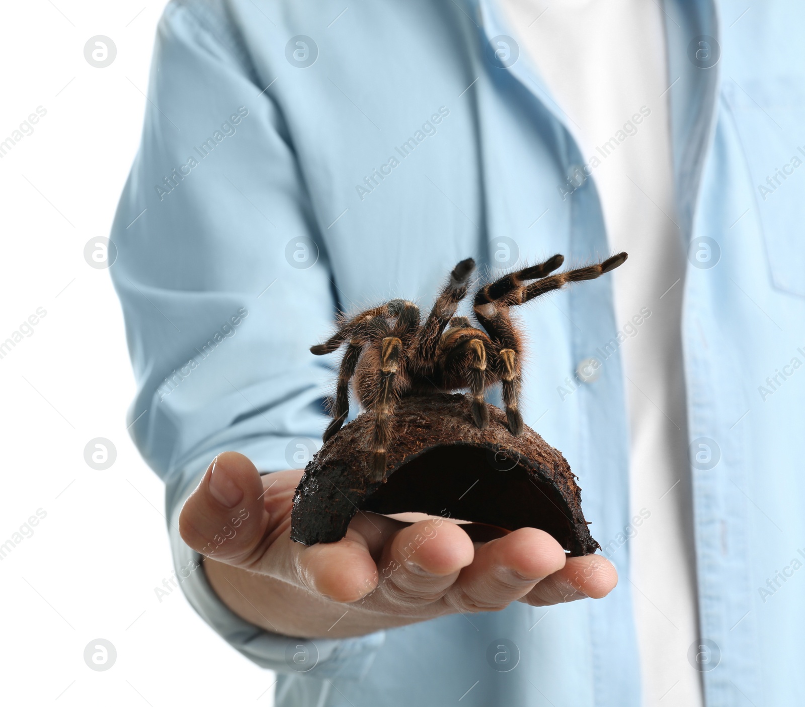 Photo of Man holding striped knee tarantula on white background, closeup