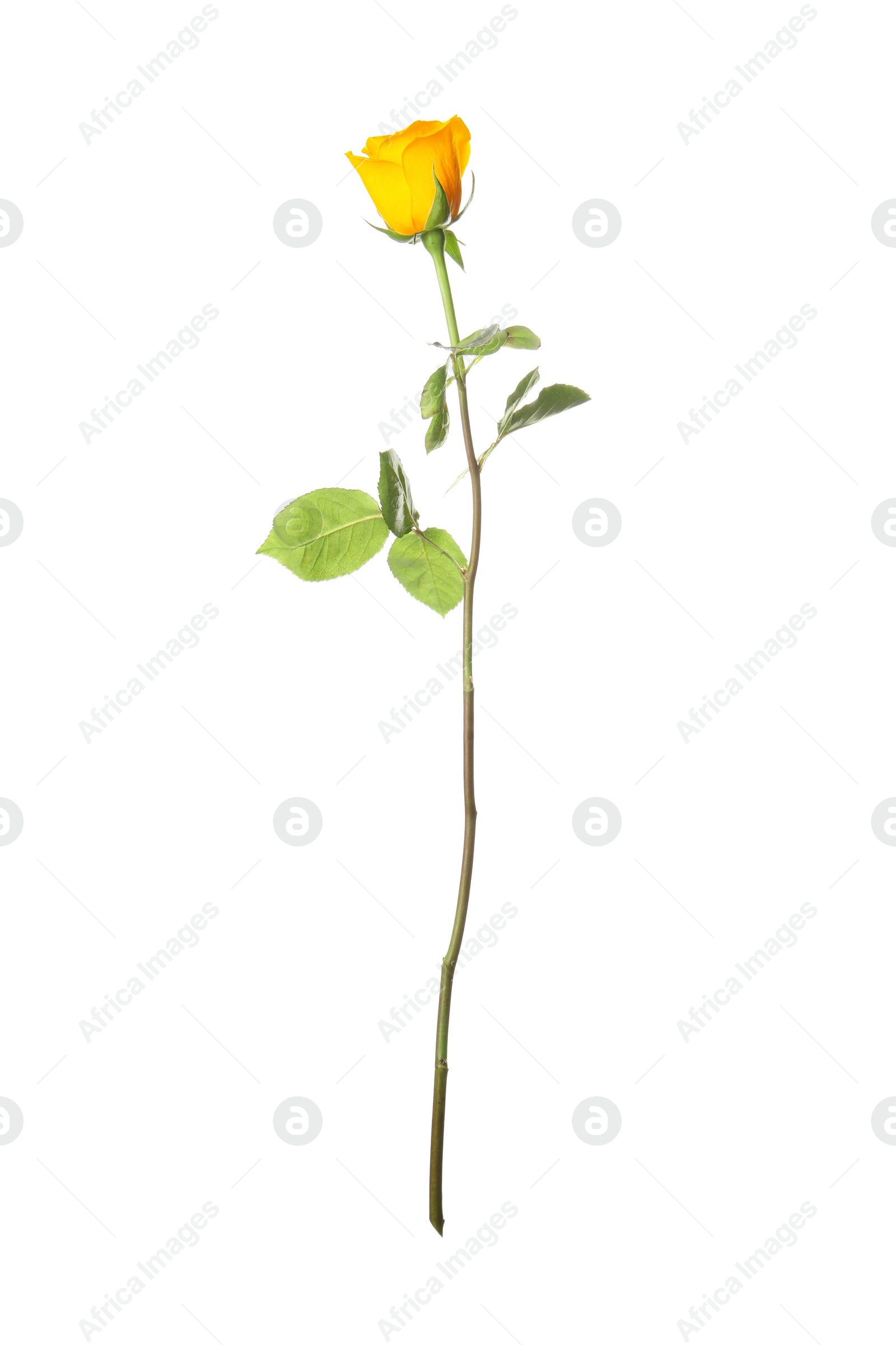 Photo of Beautiful fresh yellow rose isolated on white