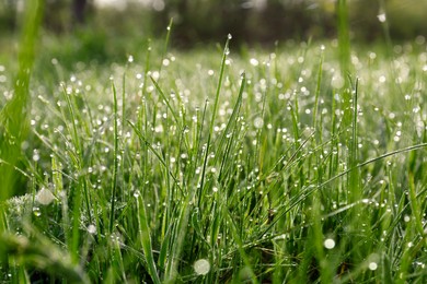 Photo of Beautiful bright green grass covered with morning dew, closeup