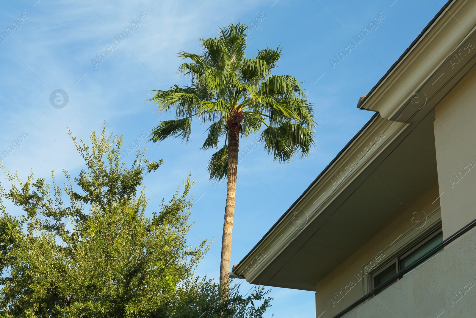 Photo of Beautiful green palm tree against blue sky