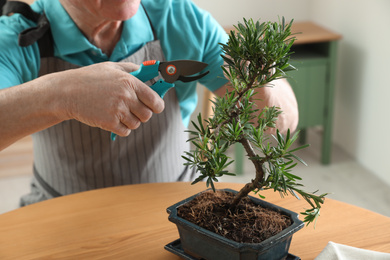 Photo of Senior man taking care of Japanese bonsai plant indoors, closeup. Creating zen atmosphere at home