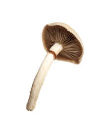 Photo of Fresh wild pioppini mushroom isolated on white