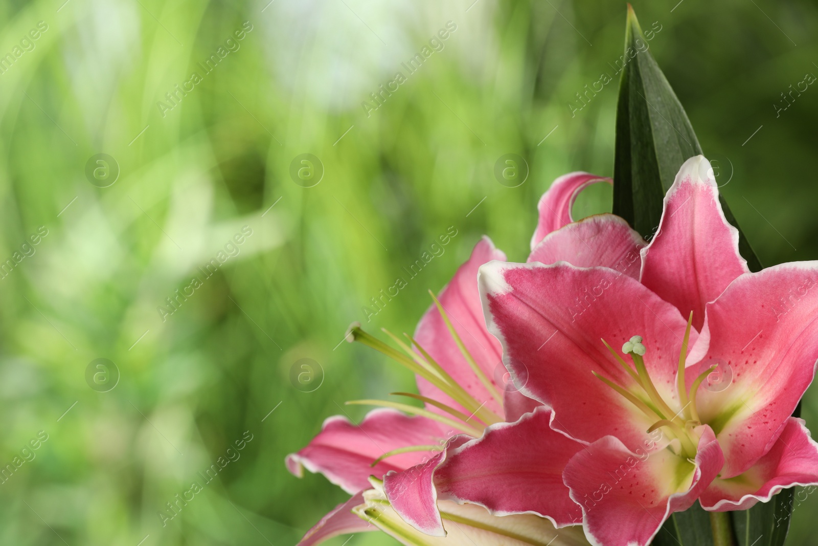 Photo of Beautiful pink lily flowers outdoors, closeup. Space for text