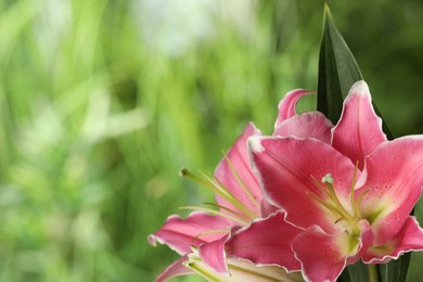 Photo of Beautiful pink lily flowers outdoors, closeup. Space for text