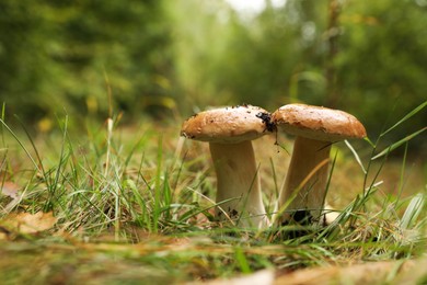 Fresh wild mushrooms growing outdoors, closeup. Space for text