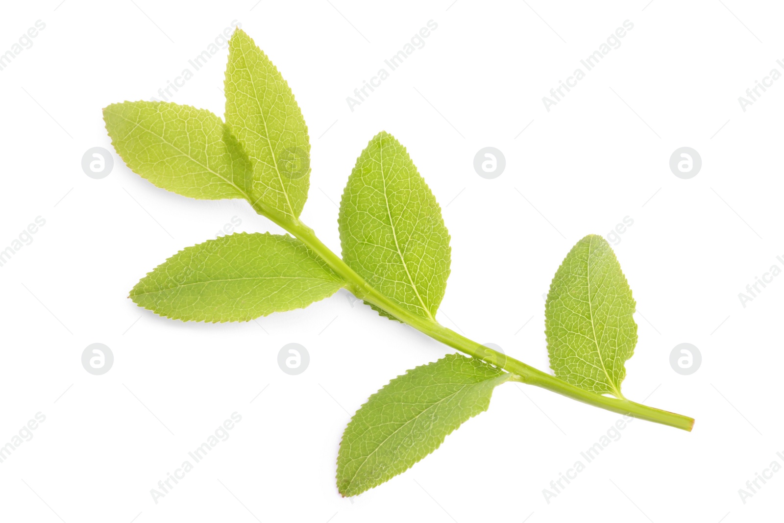 Photo of Bilberry twig with fresh green leaves isolated on white, top view