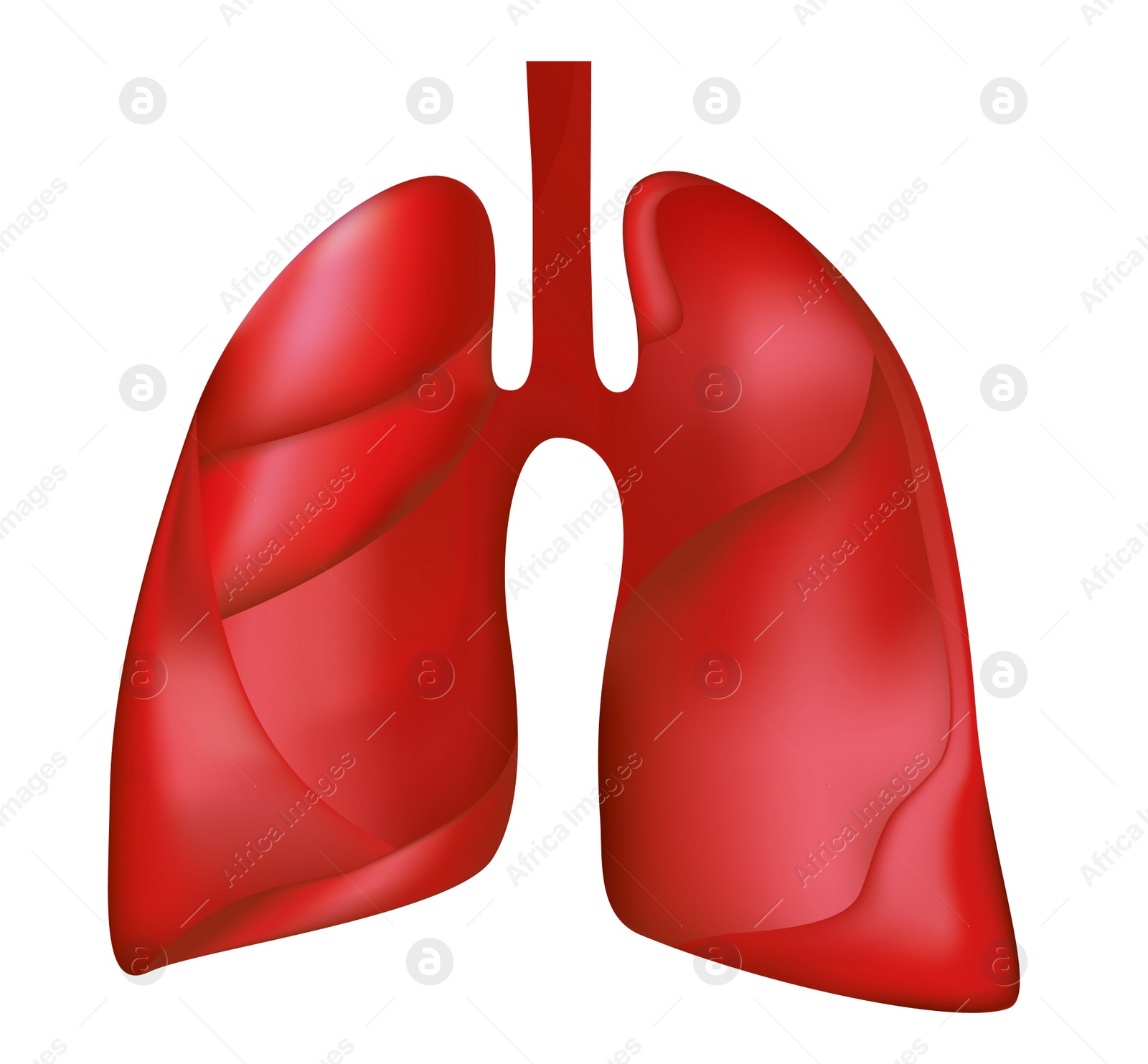 Illustration of  human lungs on white background