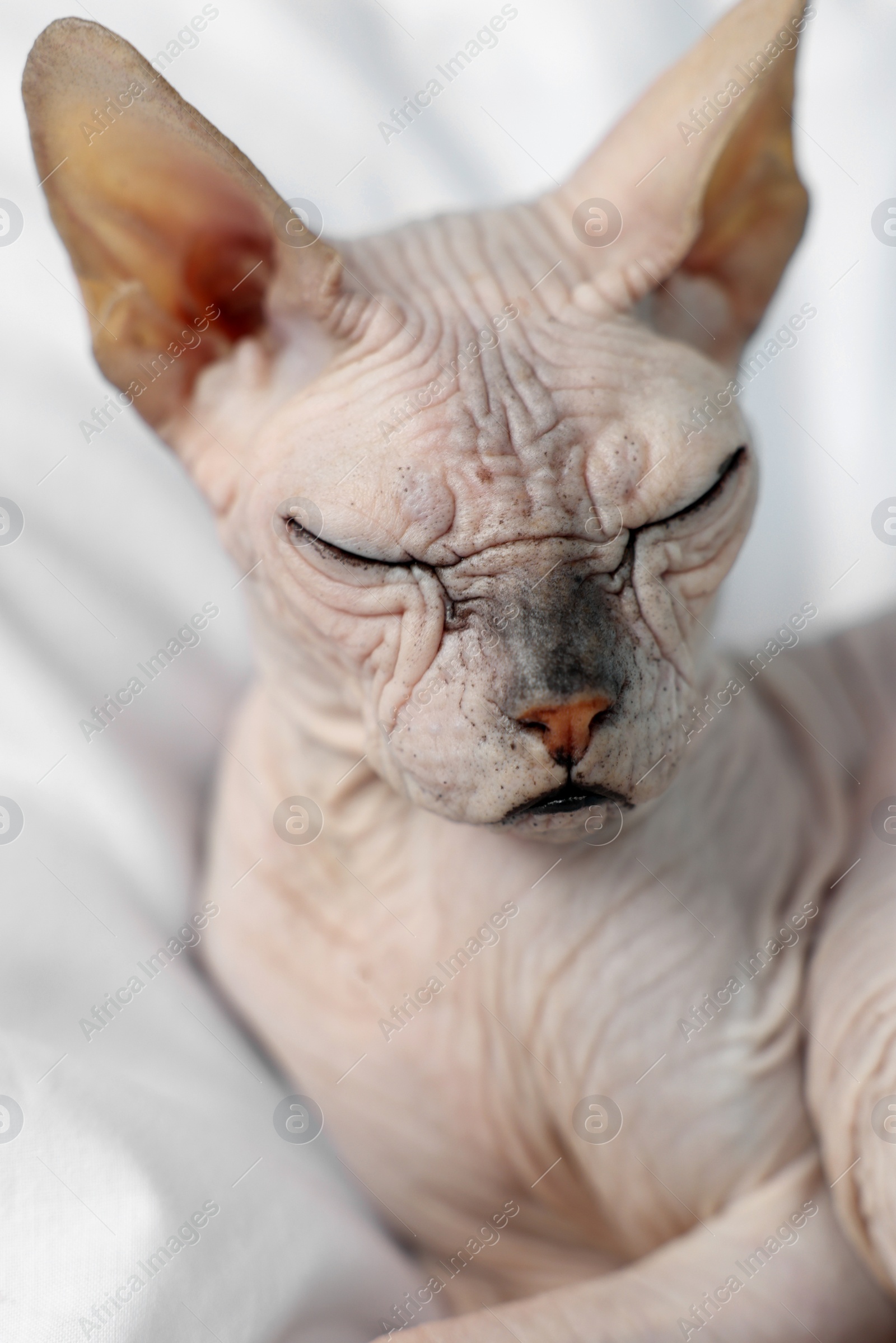 Photo of Adorable Sphynx cat on bed at home, closeup. Lovely pet