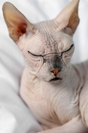 Photo of Adorable Sphynx cat on bed at home, closeup. Lovely pet