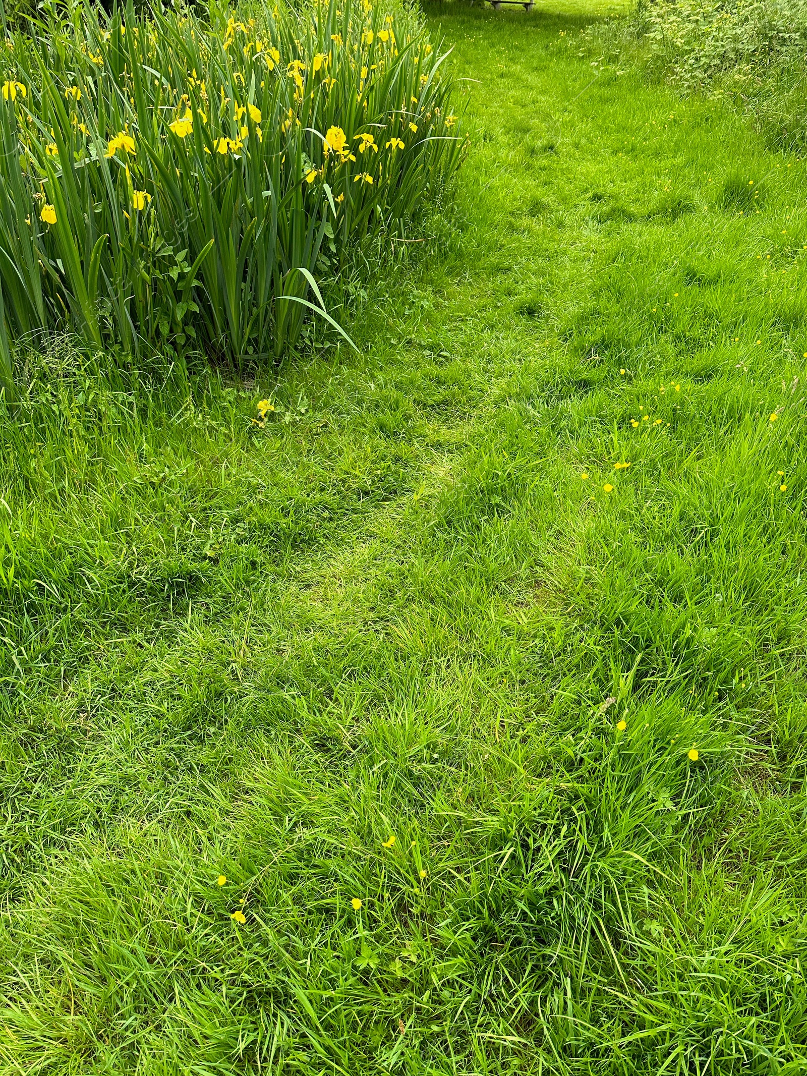 Photo of Fresh green grass and yellow flowers growing outdoors on spring day