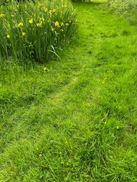 Photo of Fresh green grass and yellow flowers growing outdoors on spring day