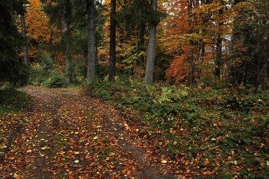 Photo of Beautiful view of pathway strewed with autumn leaves in forest