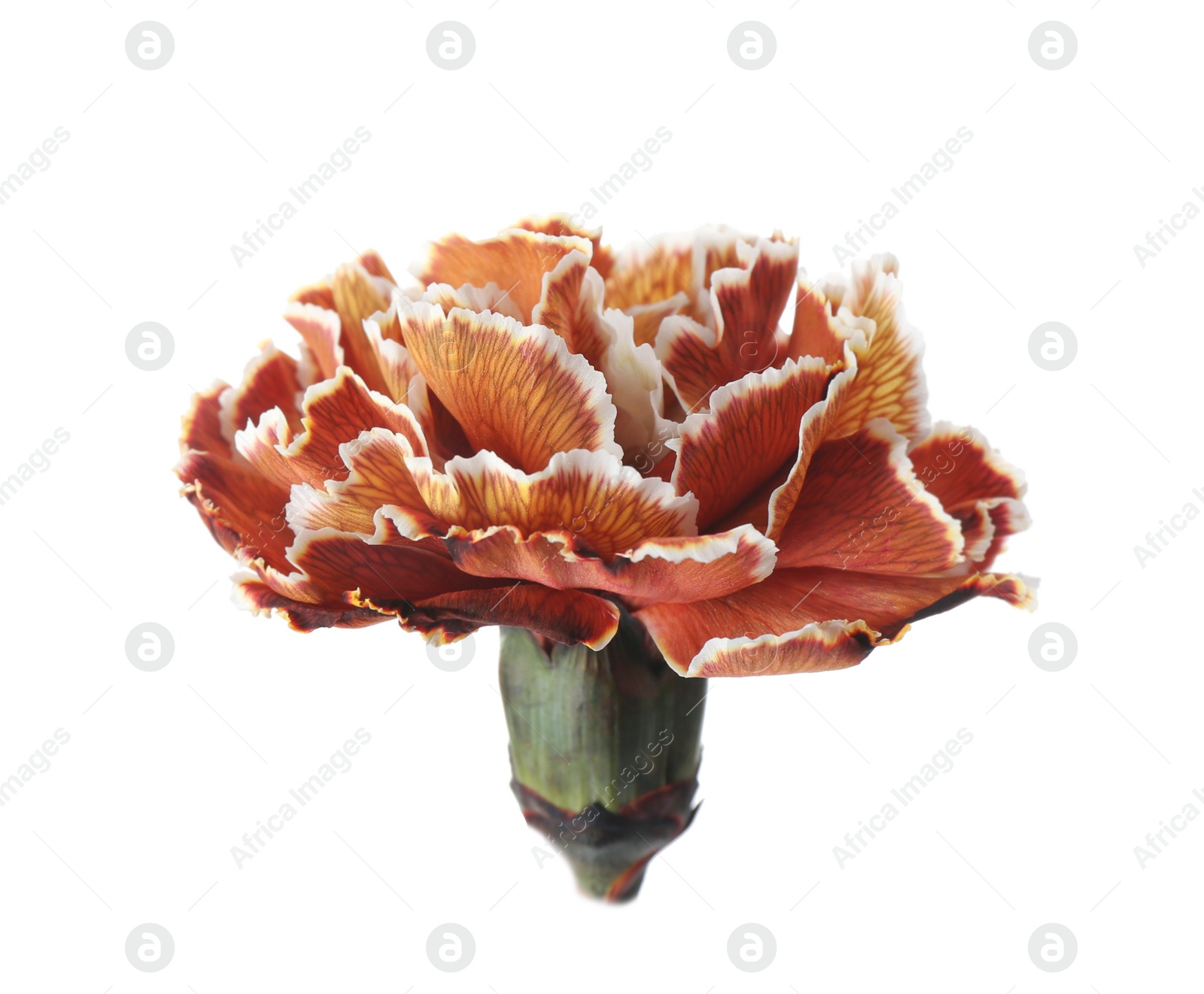 Photo of Beautiful fresh carnation flower on white background