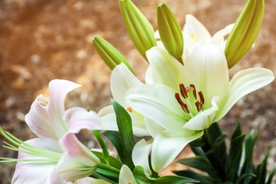 Beautiful blooming lily flowers in garden, closeup