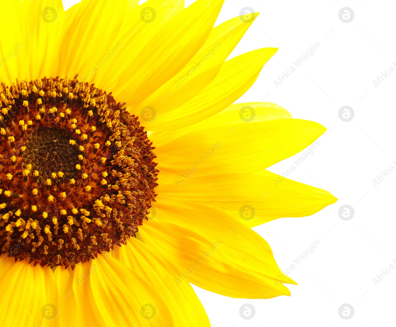 Photo of Beautiful bright yellow sunflower on white background