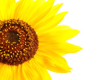 Photo of Beautiful bright yellow sunflower on white background