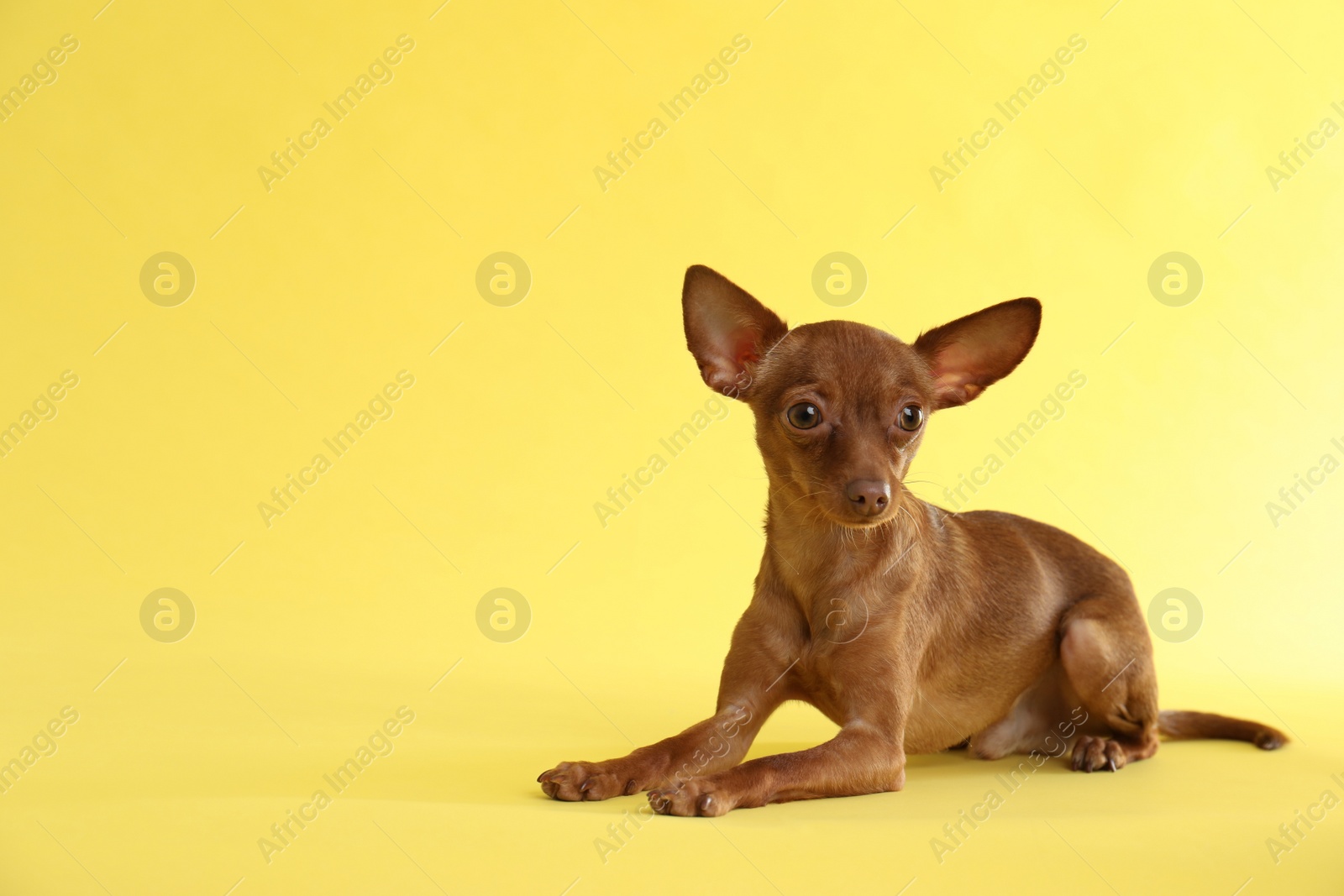 Photo of Cute toy terrier on color background, space for text. Domestic dog