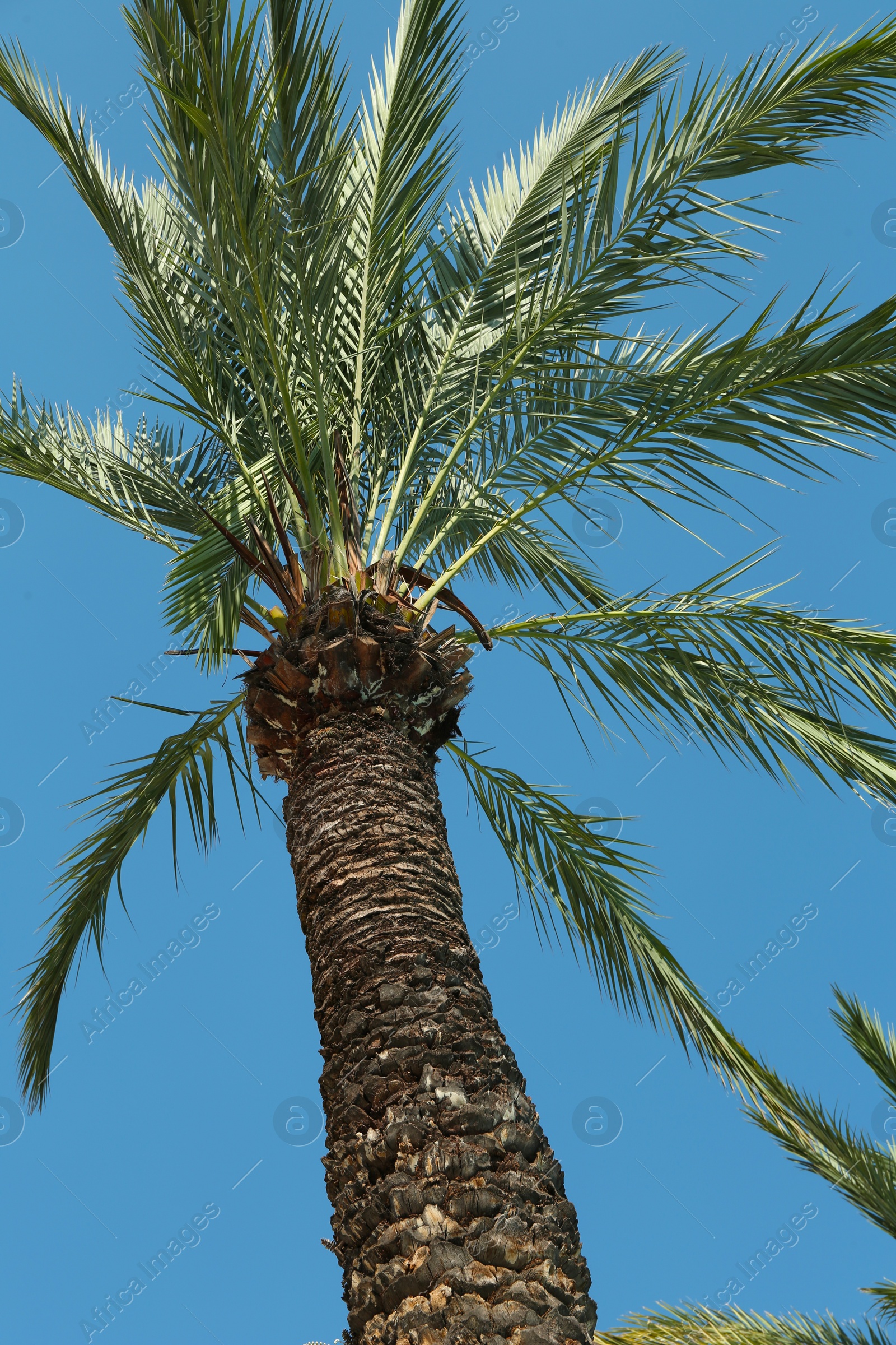 Photo of Beautiful palm tree with green leaves against clear blue sky, low angle view