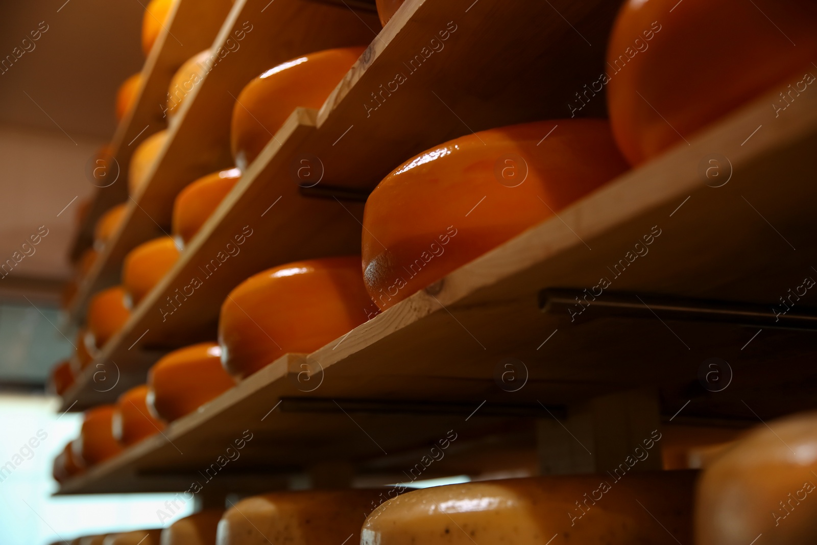 Photo of Fresh cheese heads on rack in factory warehouse