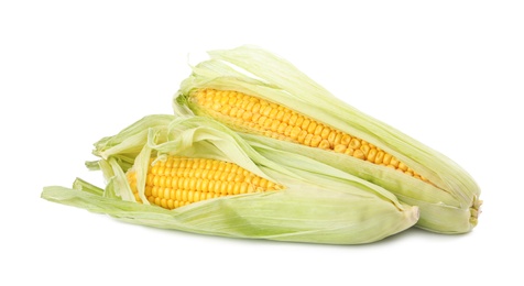 Photo of Ripe raw corn cobs with husk on white background