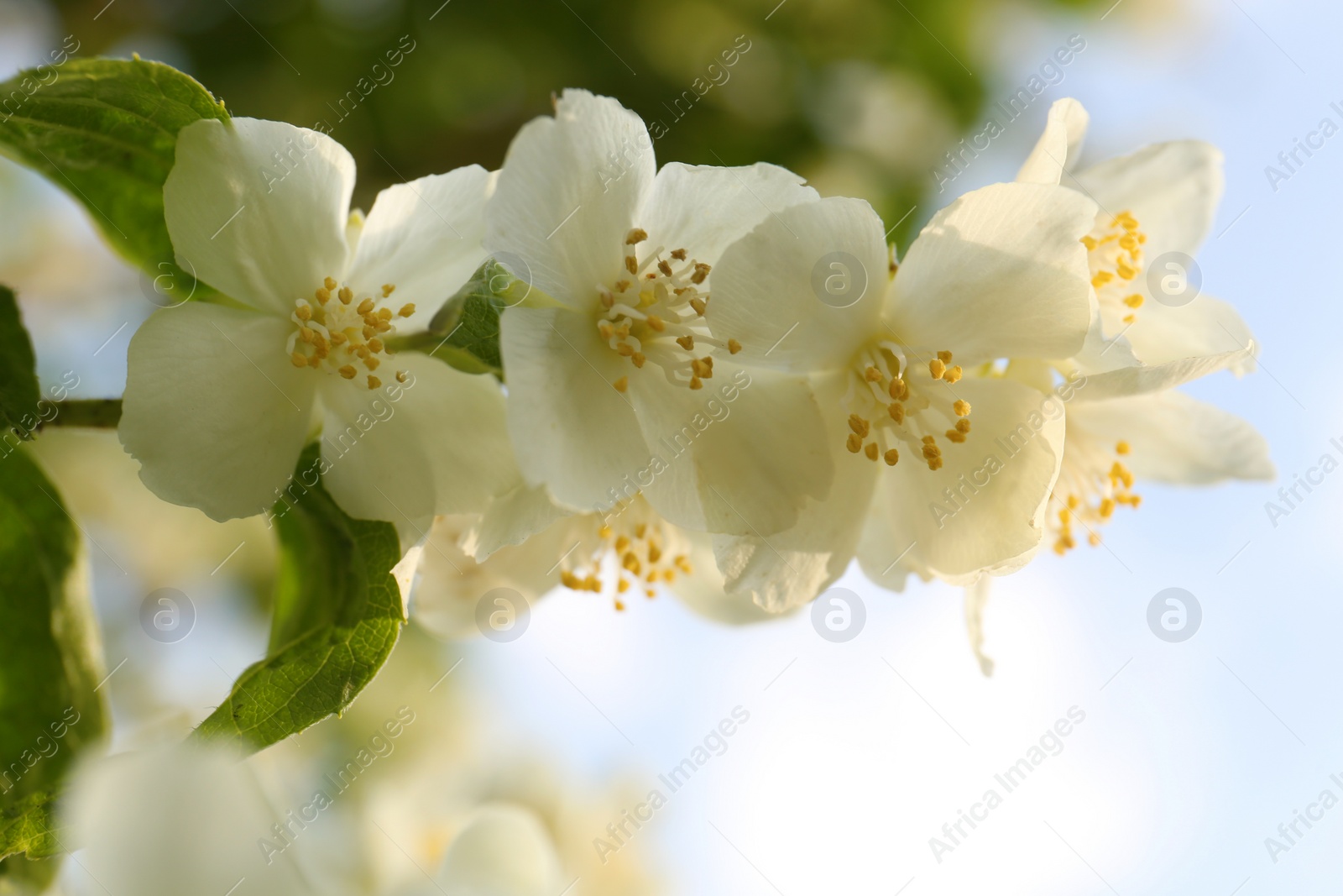 Photo of Beautiful blooming white jasmine shrub outdoors, closeup