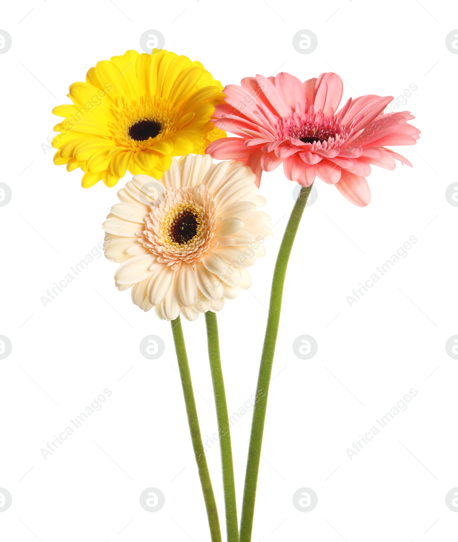 Photo of Beautiful colorful gerbera flowers on white background