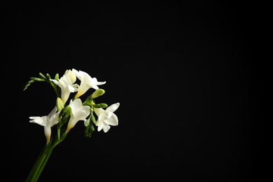 Photo of Beautiful white freesia flowers on black background. Space for text