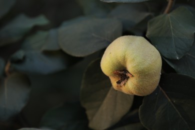 Photo of Quince tree branch with fruit outdoors, closeup. Space for text