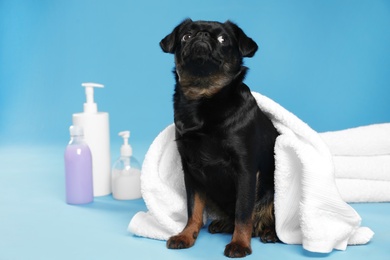 Photo of Cute black Petit Brabancon dog with towel, bath accessories and bubbles on light blue background