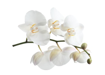 Branch with beautiful tropical orchid flowers on white background