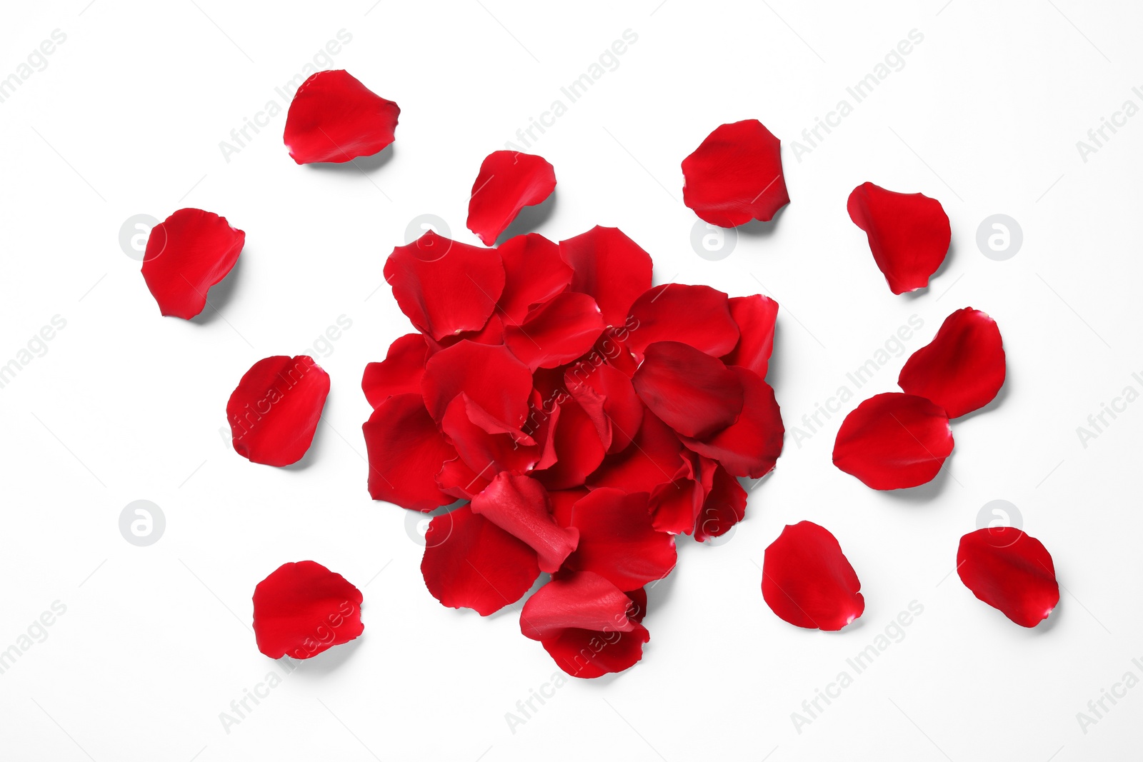 Photo of Beautiful red rose petals on white background, top view