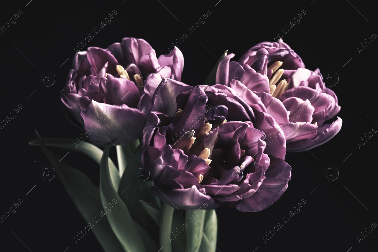 Photo of Beautiful fresh tulips on black background. Floral card design with dark vintage effect