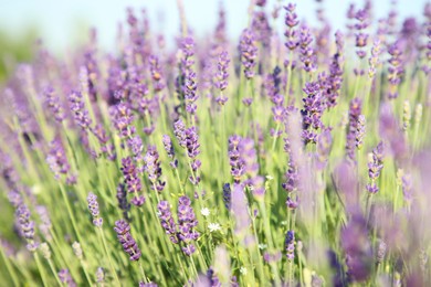 Photo of View of beautiful blooming lavender growing outdoors