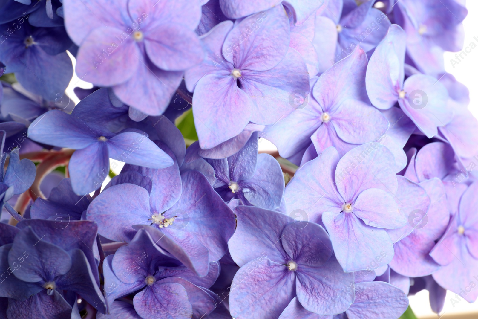 Photo of Beautiful lilac hortensia flowers as background, closeup