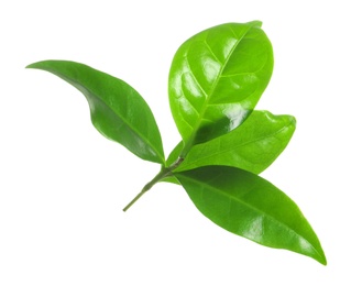 Photo of Fresh green coffee leaves isolated on white