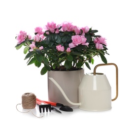 Photo of Beautiful Azalea flower in plant pot and gardening tools on white background. House decor