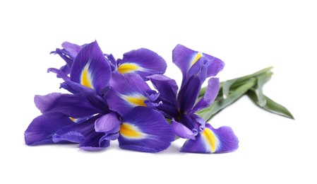 Photo of Beautiful violet iris flowers isolated on white