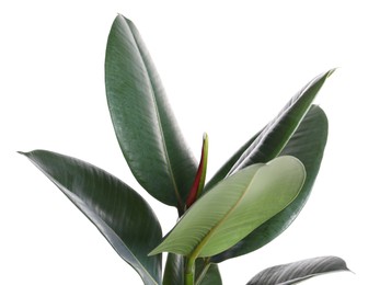 Photo of Ficus elastica plant with fresh green leaves on white background