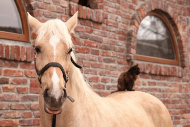 Photo of Adorable cat sitting on horse near brick building outdoors. Lovely domesticated pet