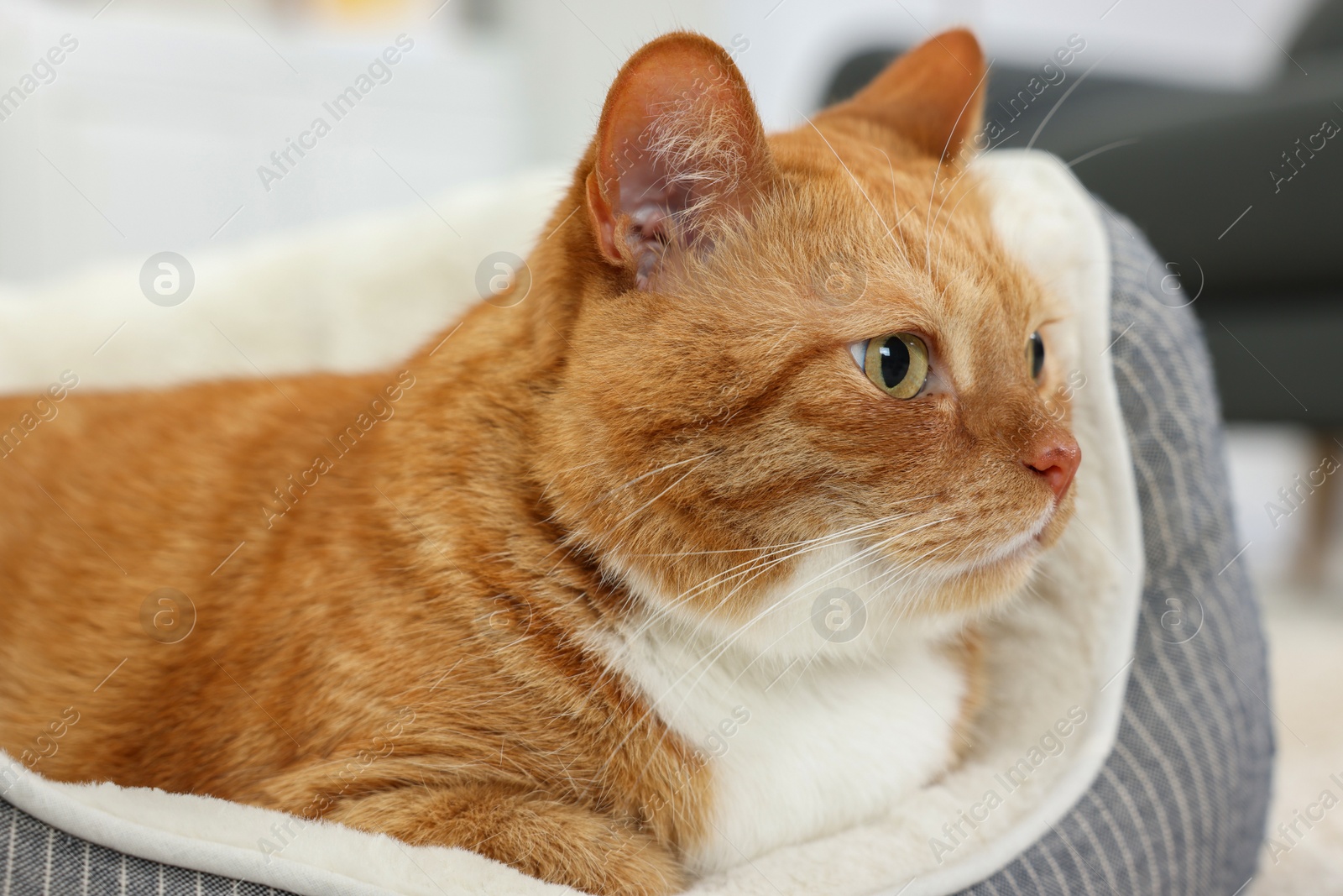 Photo of Cute ginger cat lying on pet bed at home, closeup