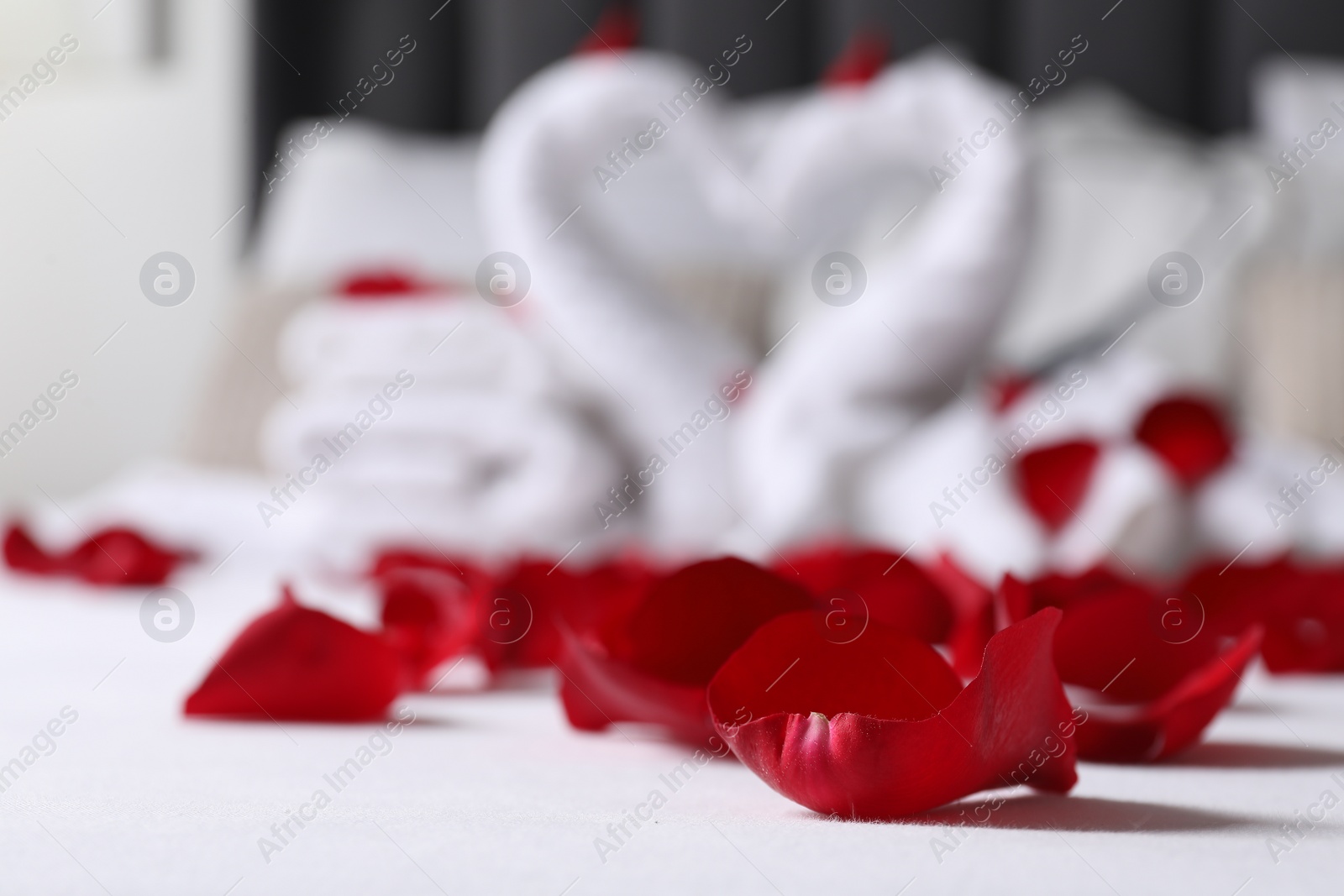 Photo of Honeymoon. Swans made with towels and beautiful rose petals on bed, selective focus